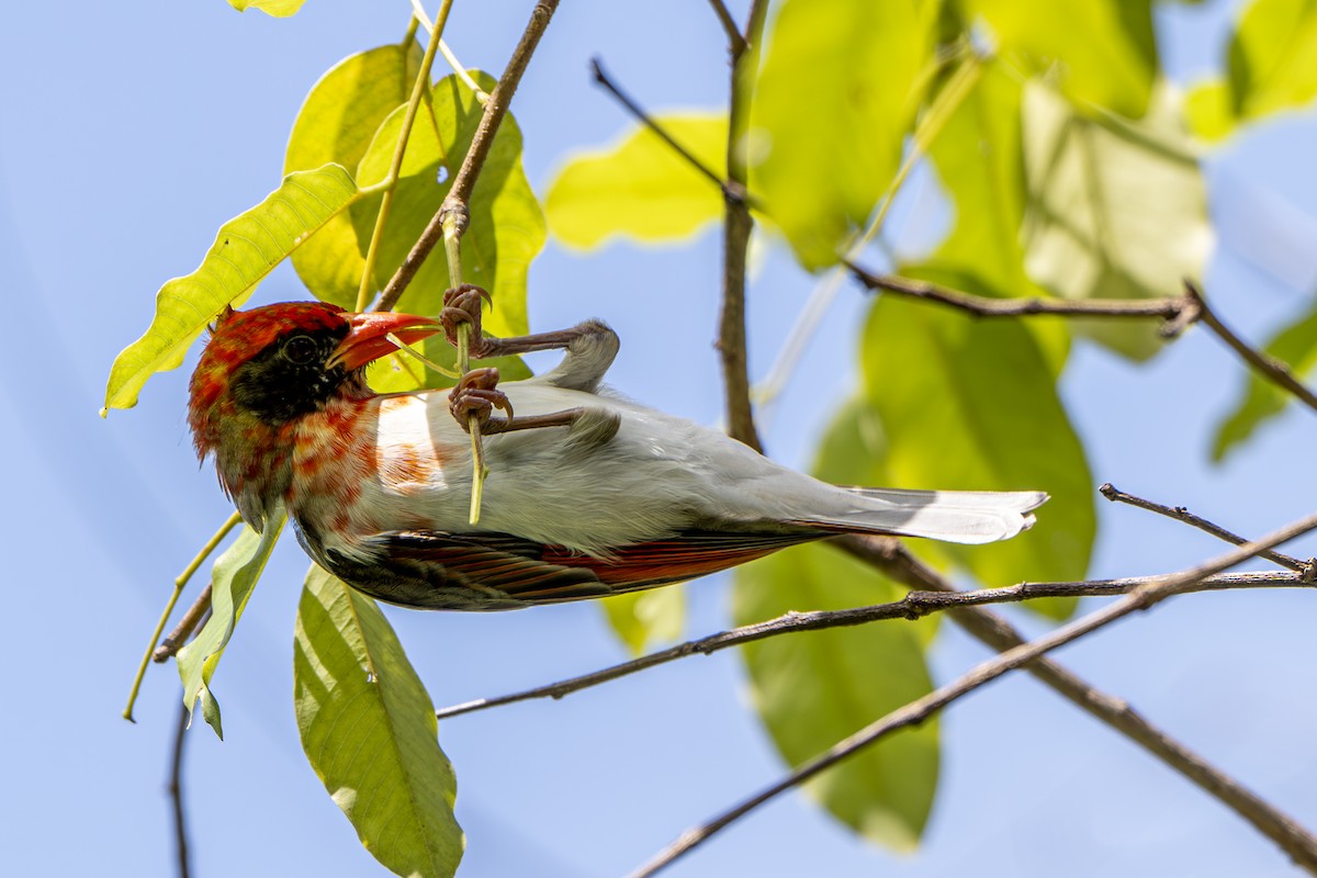 Red-headed Weaver (Northern) - ML625671352