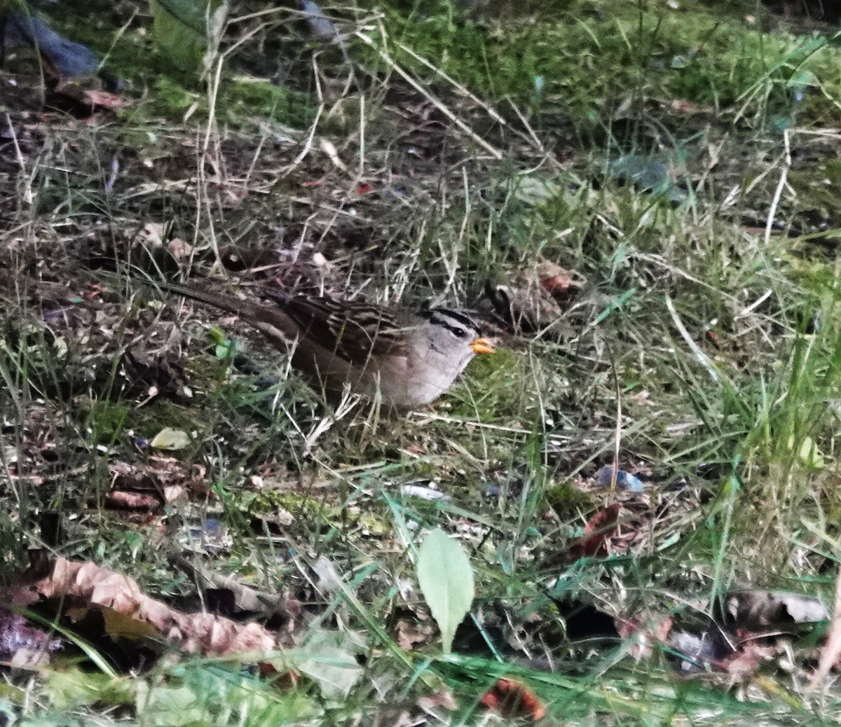 White-crowned Sparrow - ML625671402