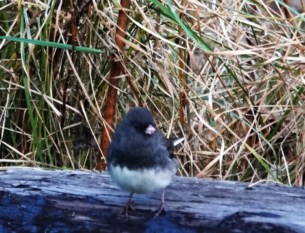 Dark-eyed Junco - ML625671413