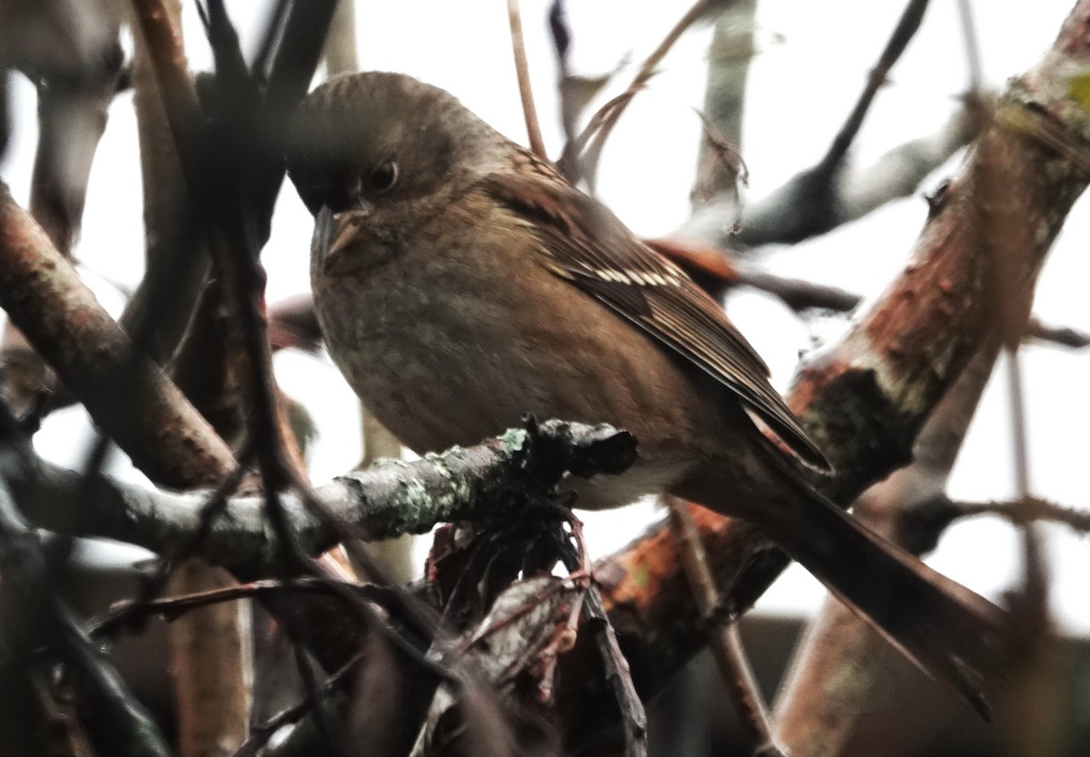 Golden-crowned Sparrow - ML625671452