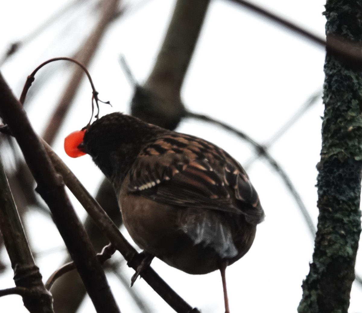 Golden-crowned Sparrow - ML625671456