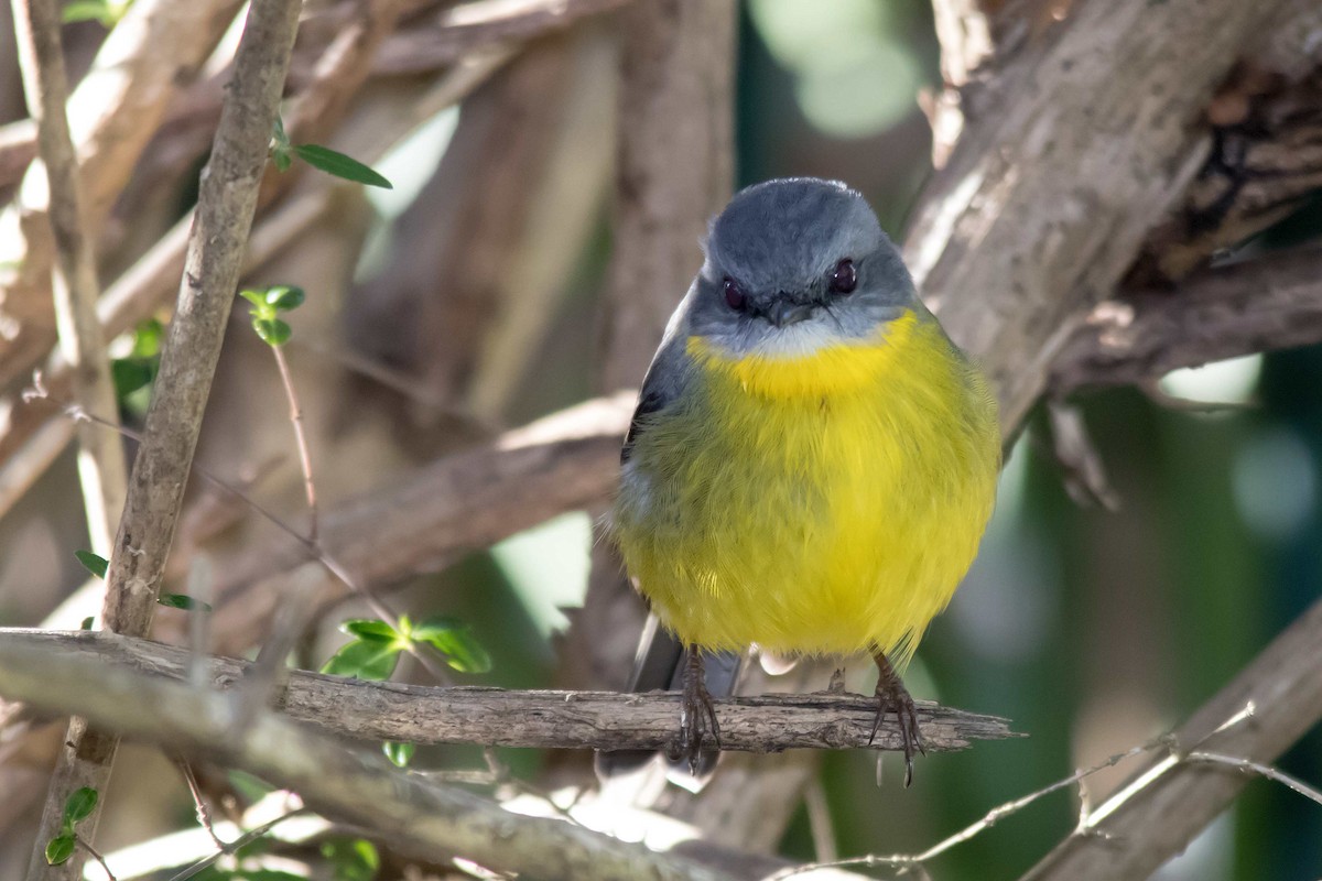 Eastern Yellow Robin - ML62567161