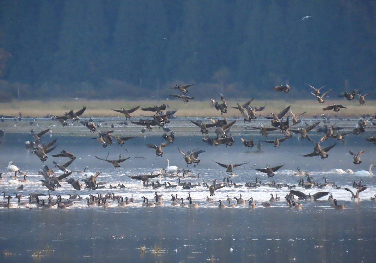 Canada Goose - ML625671742