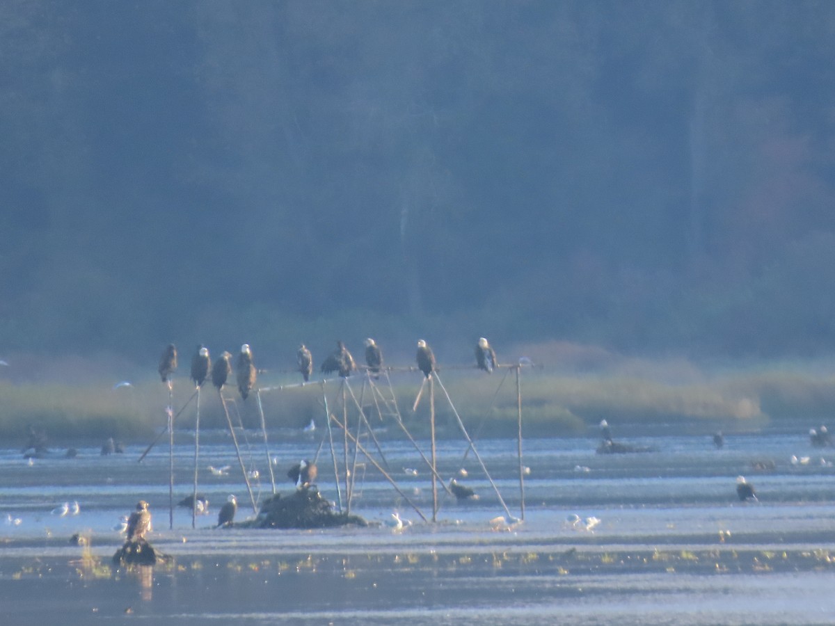 Bald Eagle - ML625671758