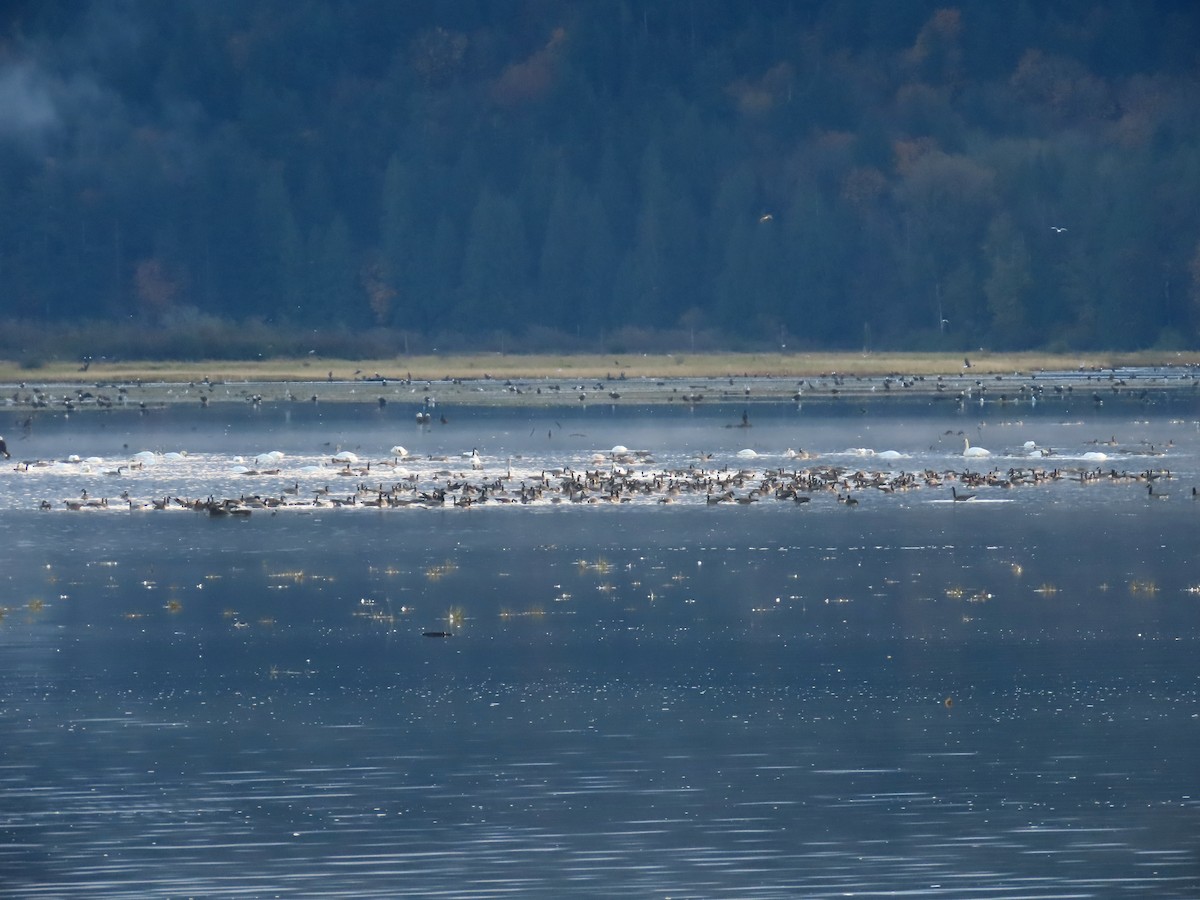 Bald Eagle - ML625671759