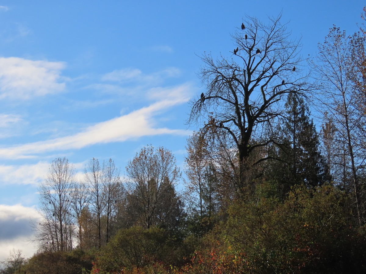 Bald Eagle - ML625671760