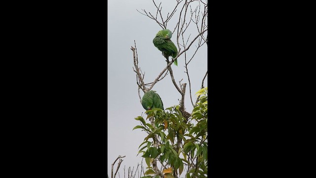 Red-lored Amazon - ML625671784
