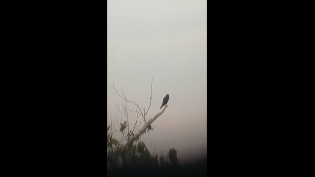 Bat Falcon - ML625671798