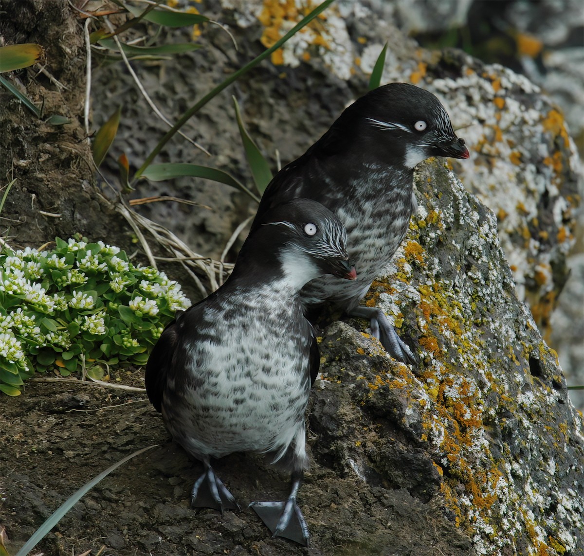 Least Auklet - Gary Rosenberg