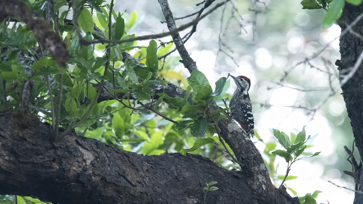 Stripe-breasted Woodpecker - ML625671866
