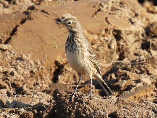 American Pipit - ML625672047