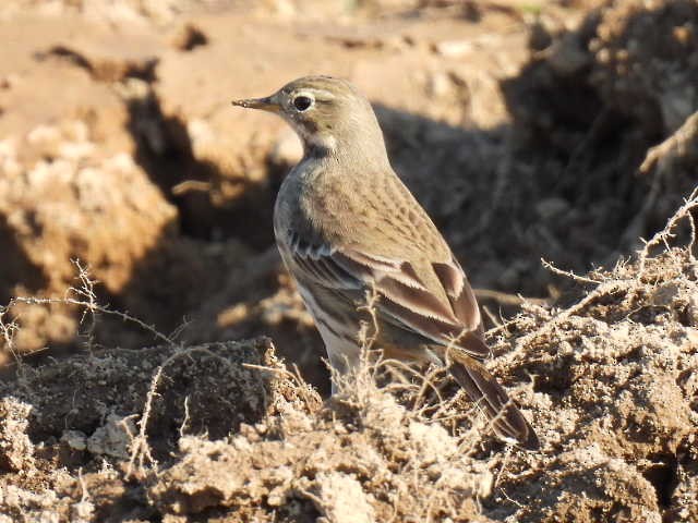 American Pipit - ML625672049