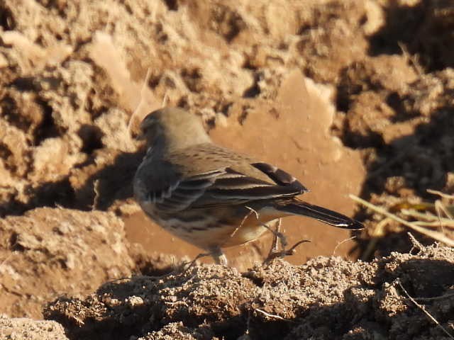 American Pipit - ML625672050