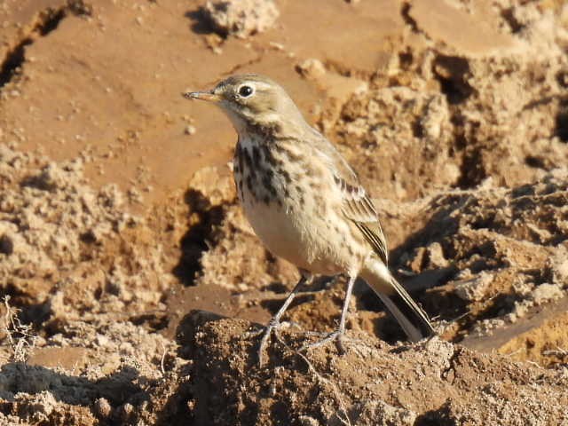 American Pipit - ML625672051