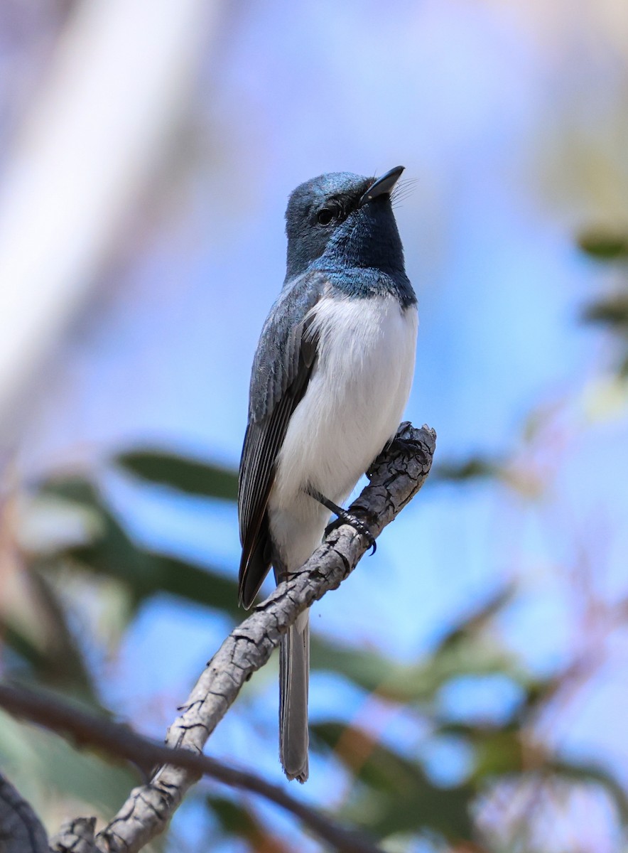 Leaden Flycatcher - ML625672132