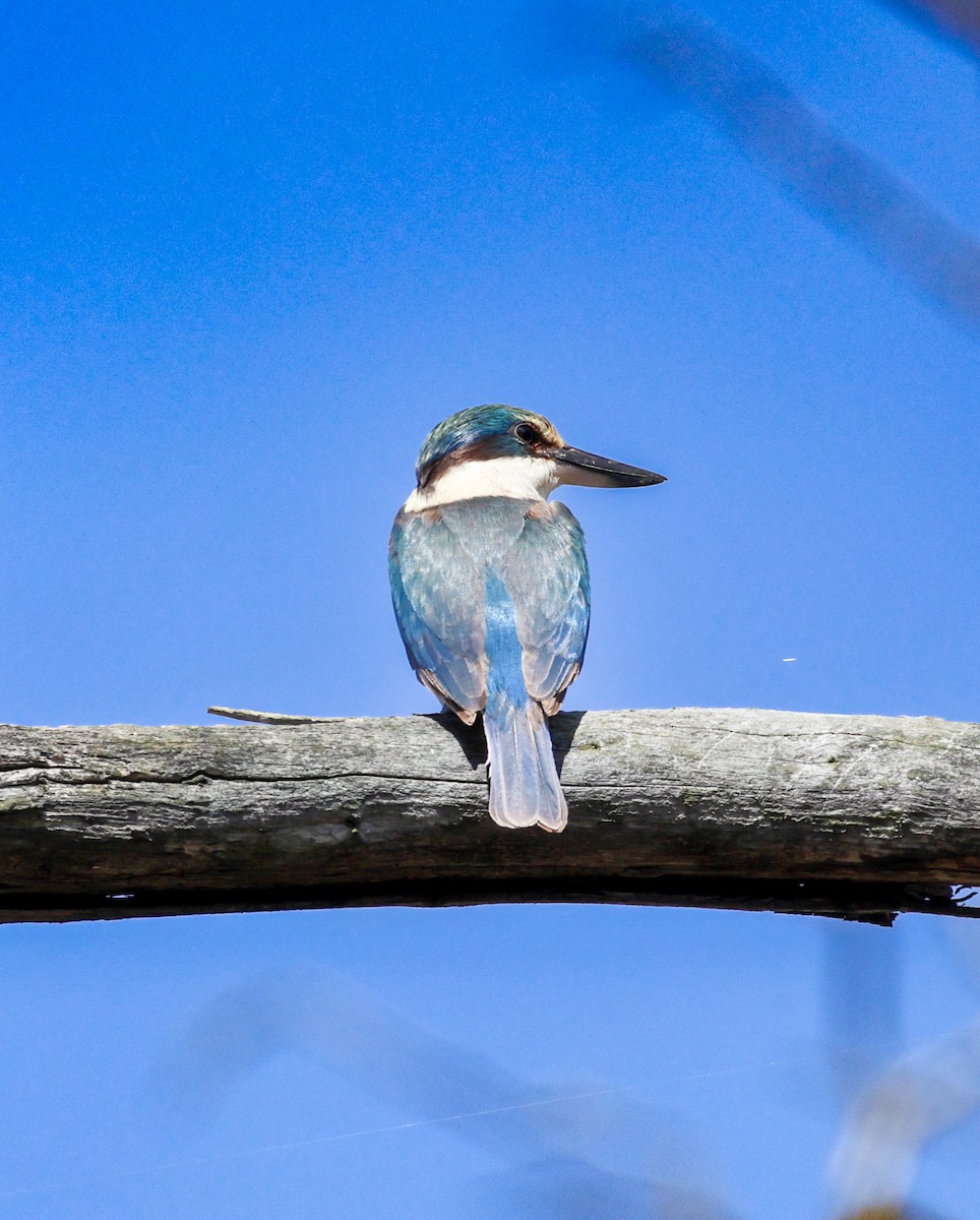 Sacred Kingfisher - ML625672147