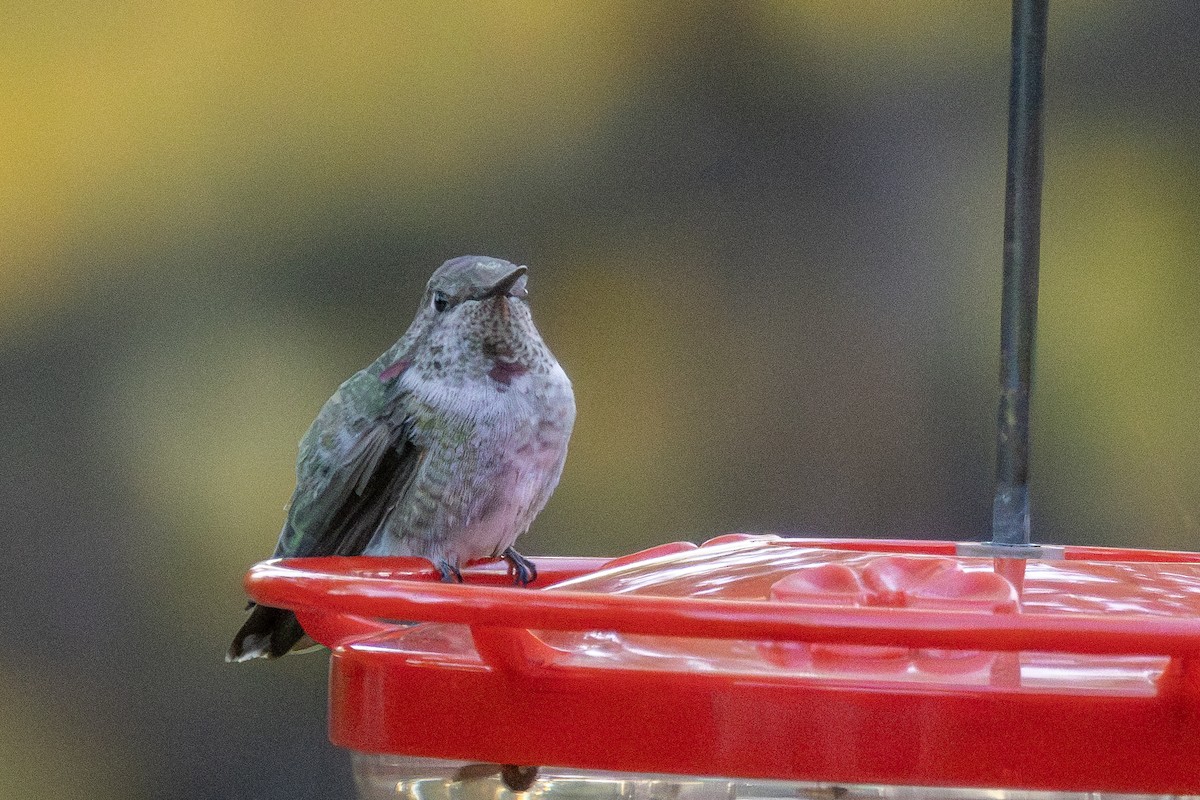 Anna's Hummingbird - ML625672410