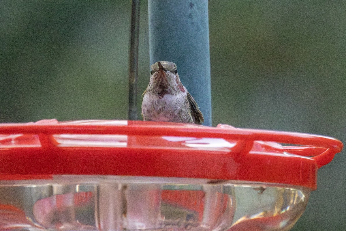 Anna's Hummingbird - ML625672411