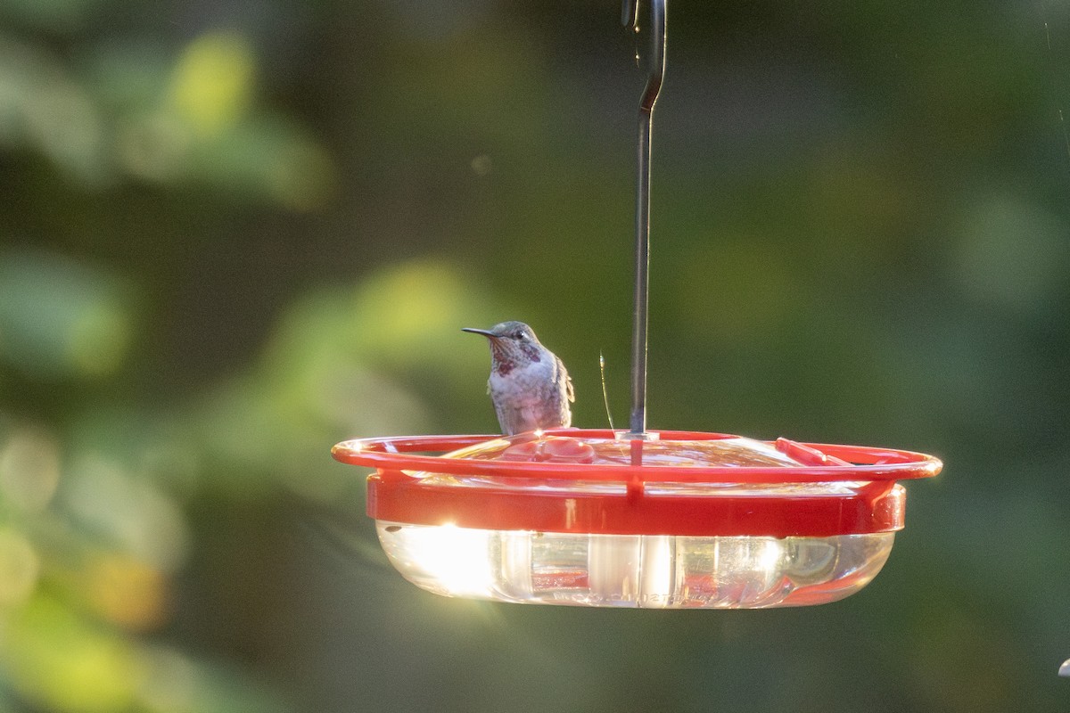 Anna's Hummingbird - ML625672412