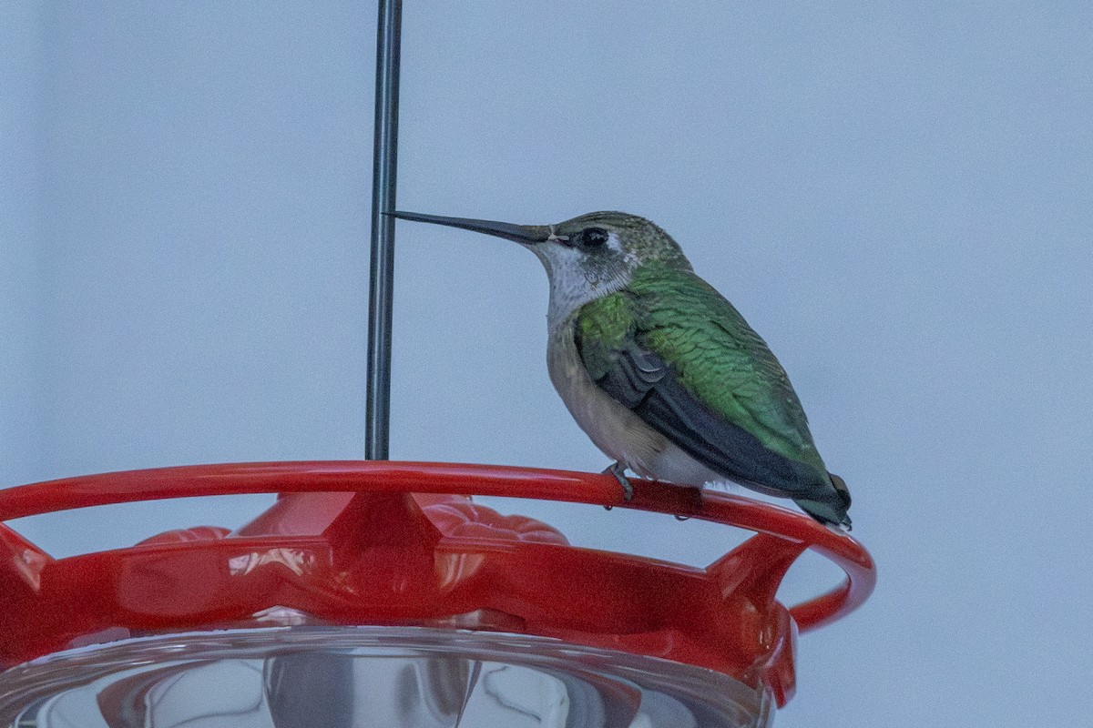 Ruby-throated Hummingbird - ML625672439