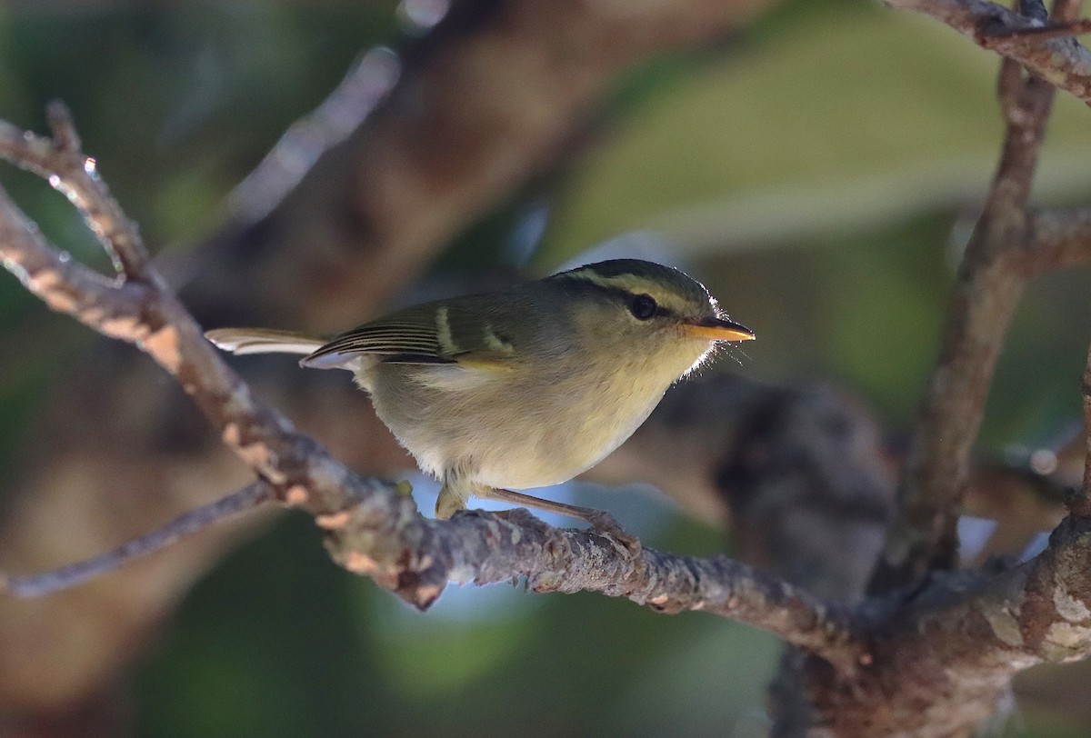 Davison's Leaf Warbler - ML625672636