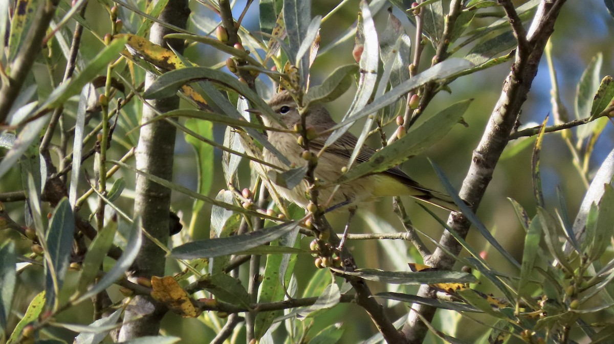 Palm Warbler (Western) - ML625672922