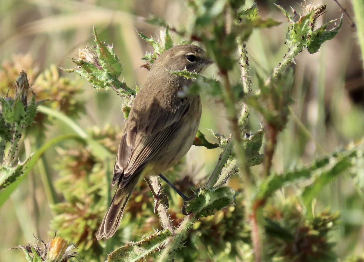 Palm Warbler (Western) - ML625672923