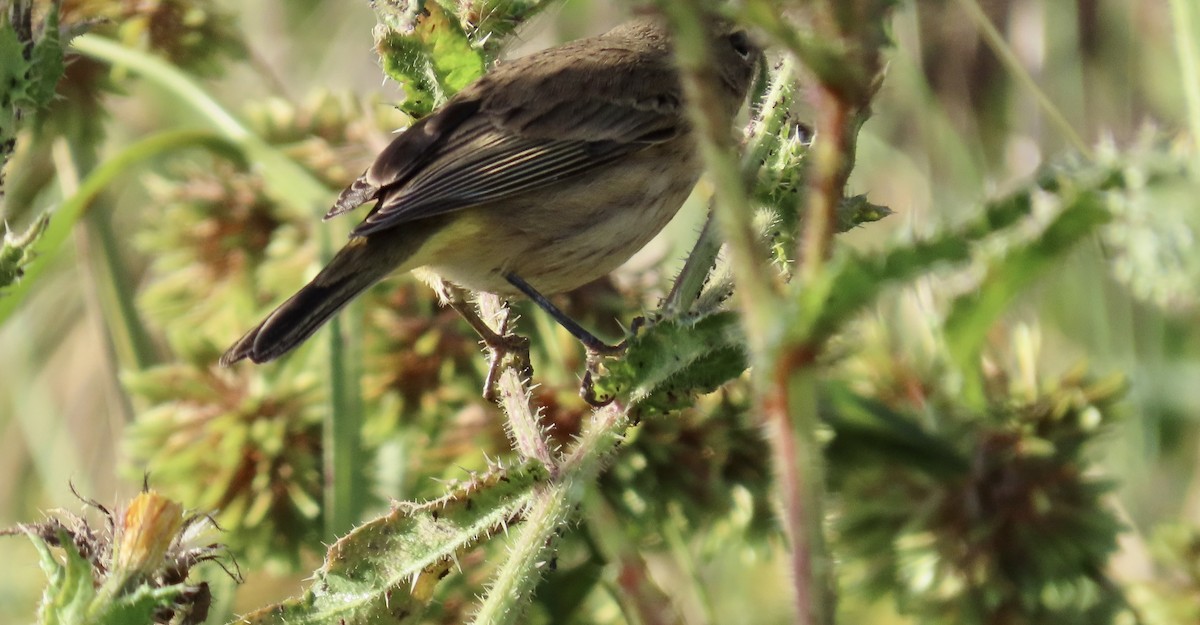 Palm Warbler (Western) - ML625672924