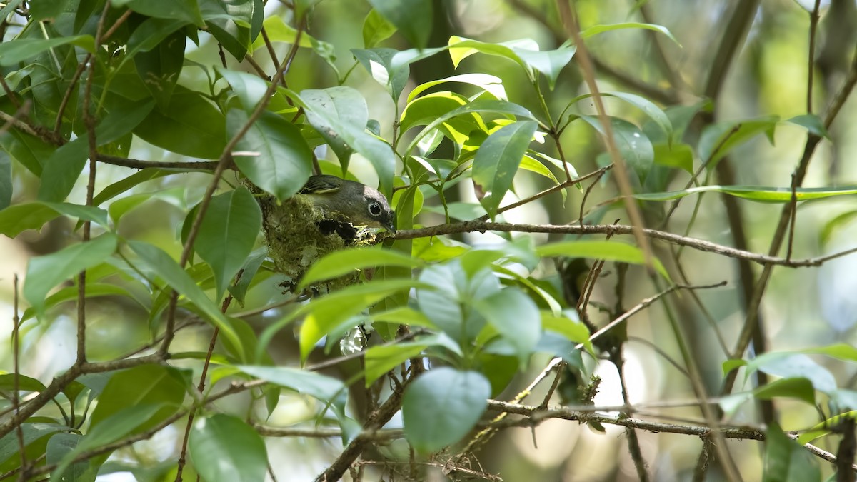 Green Shrike-Babbler - ML625672964