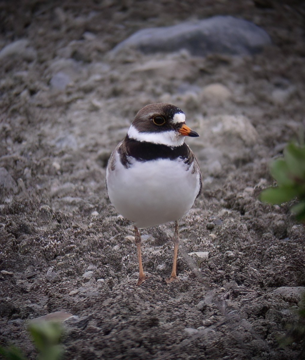 Semipalmated Plover - ML625673003