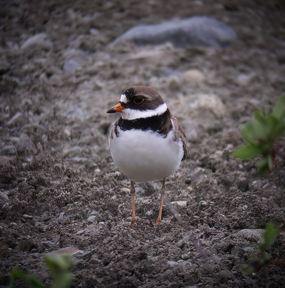 Semipalmated Plover - ML625673004