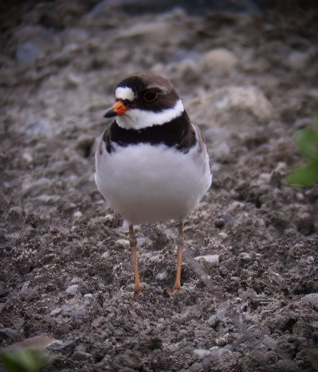 Semipalmated Plover - ML625673005