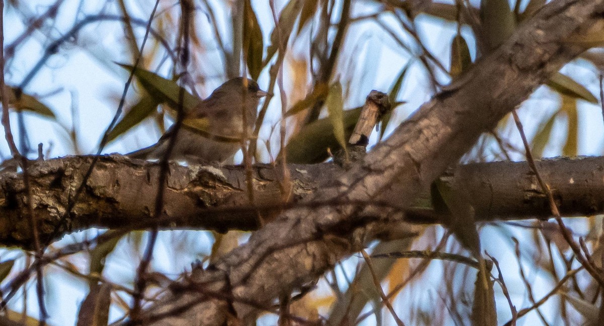 Dark-eyed Junco - ML625673041