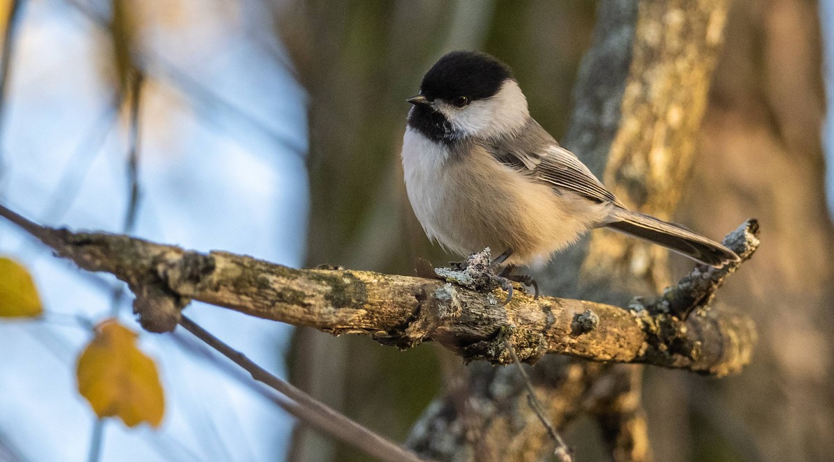 Black-capped Chickadee - ML625673045