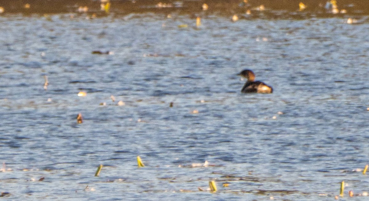 Pied-billed Grebe - ML625673068