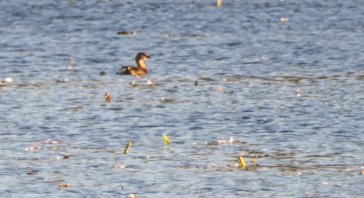 Pied-billed Grebe - ML625673069