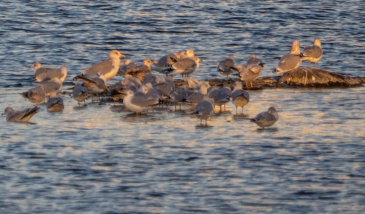 American Herring Gull - ML625673076