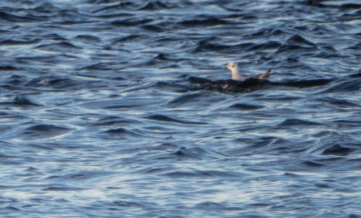 Bonaparte's Gull - ML625673083