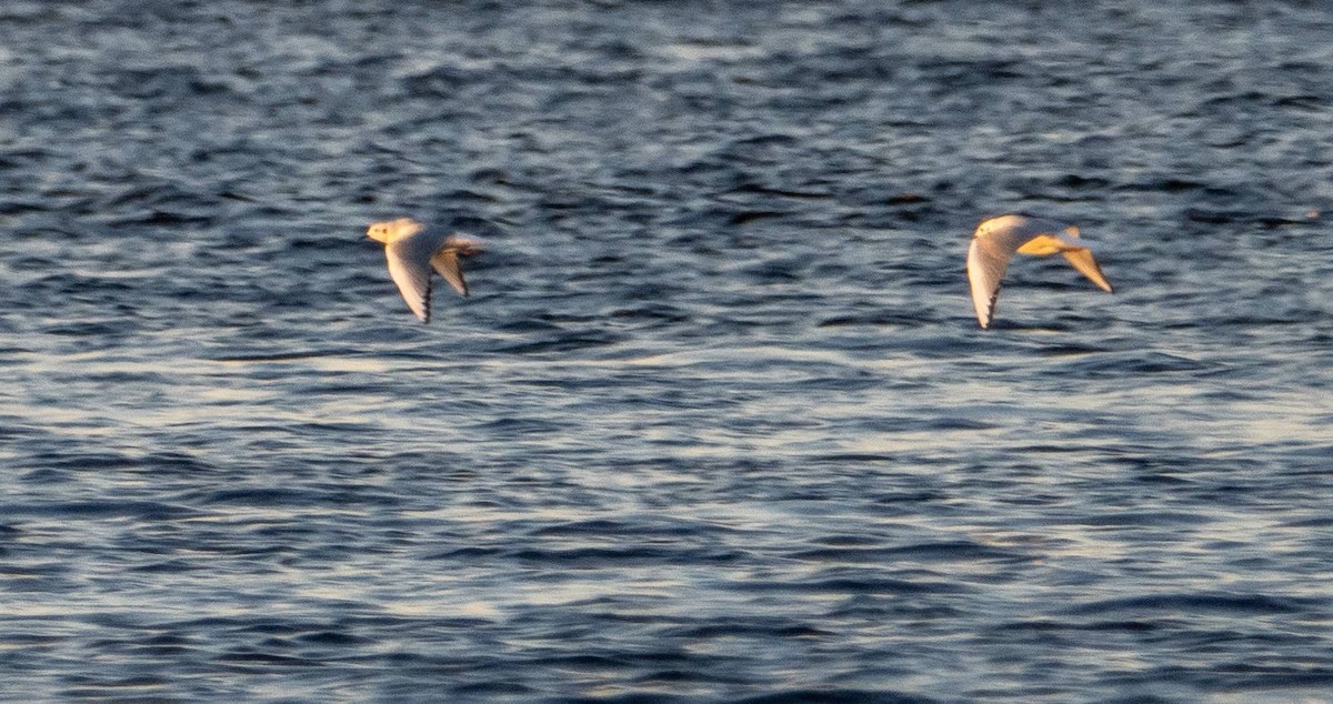 Bonaparte's Gull - ML625673084