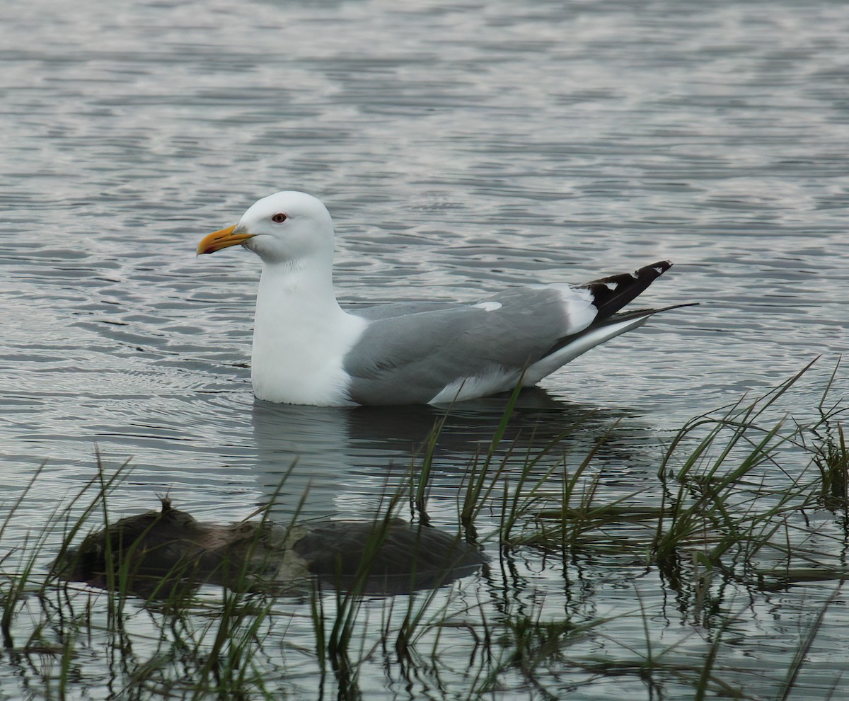 American Herring Gull - ML625673085