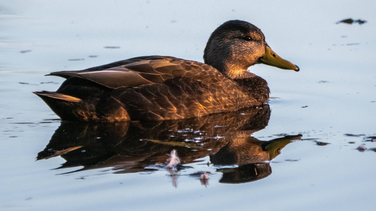 American Black Duck - ML625673100