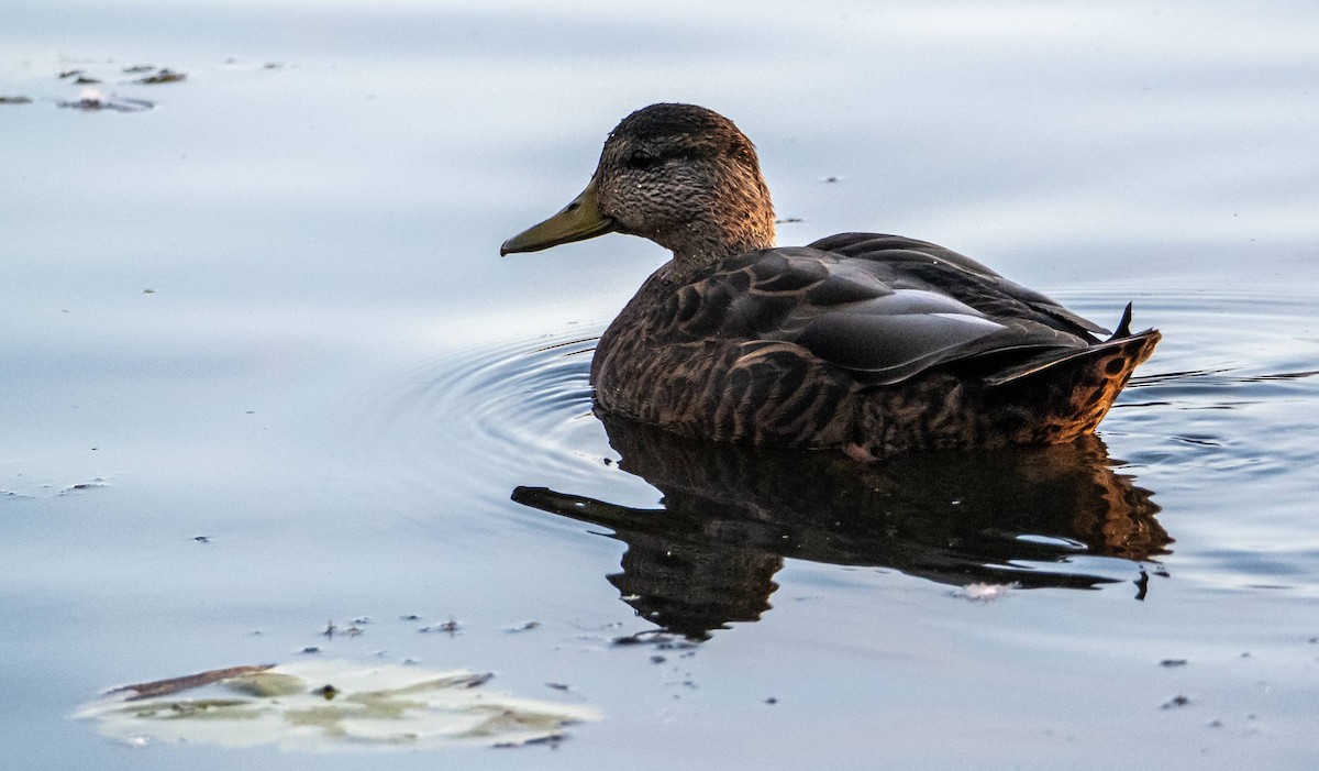 American Black Duck - ML625673101