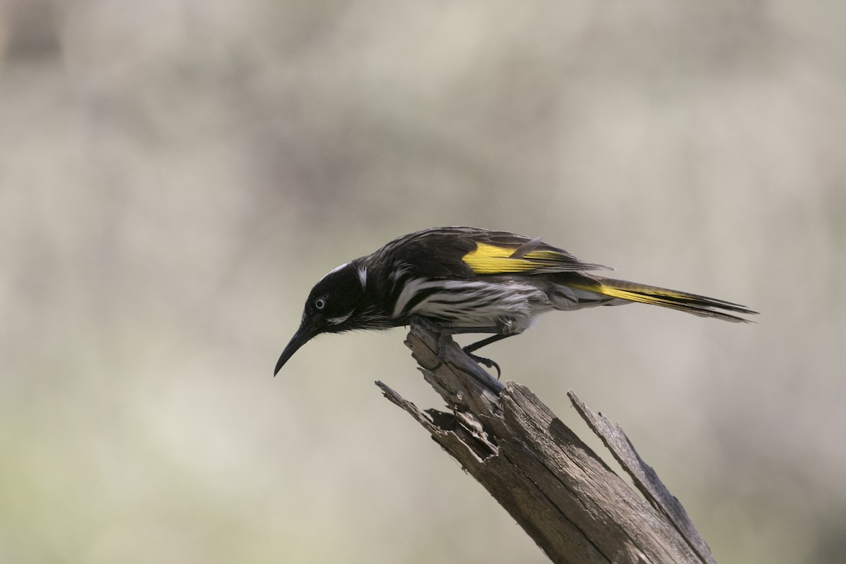 New Holland Honeyeater - ML625673176