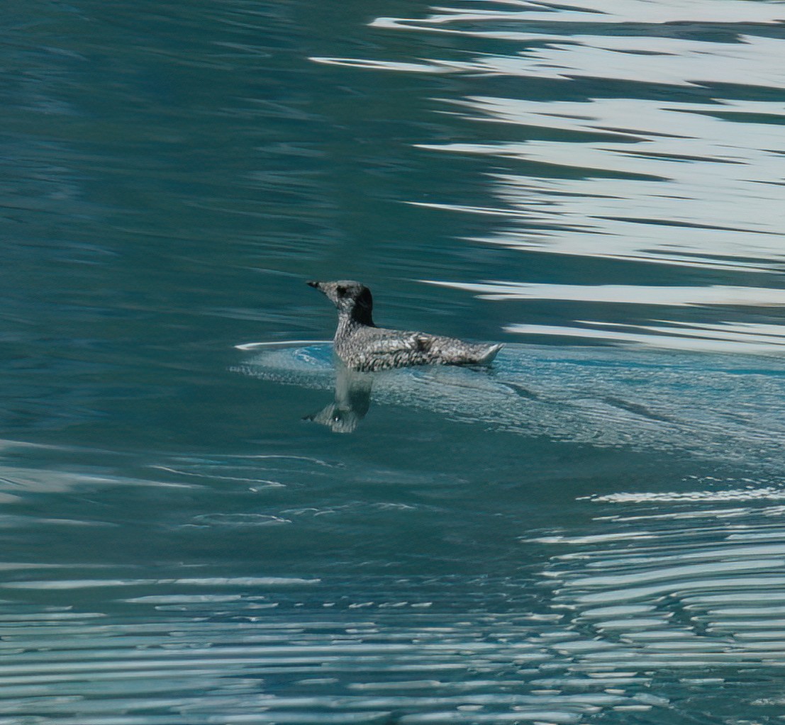 Guillemot de Kittlitz - ML625673179