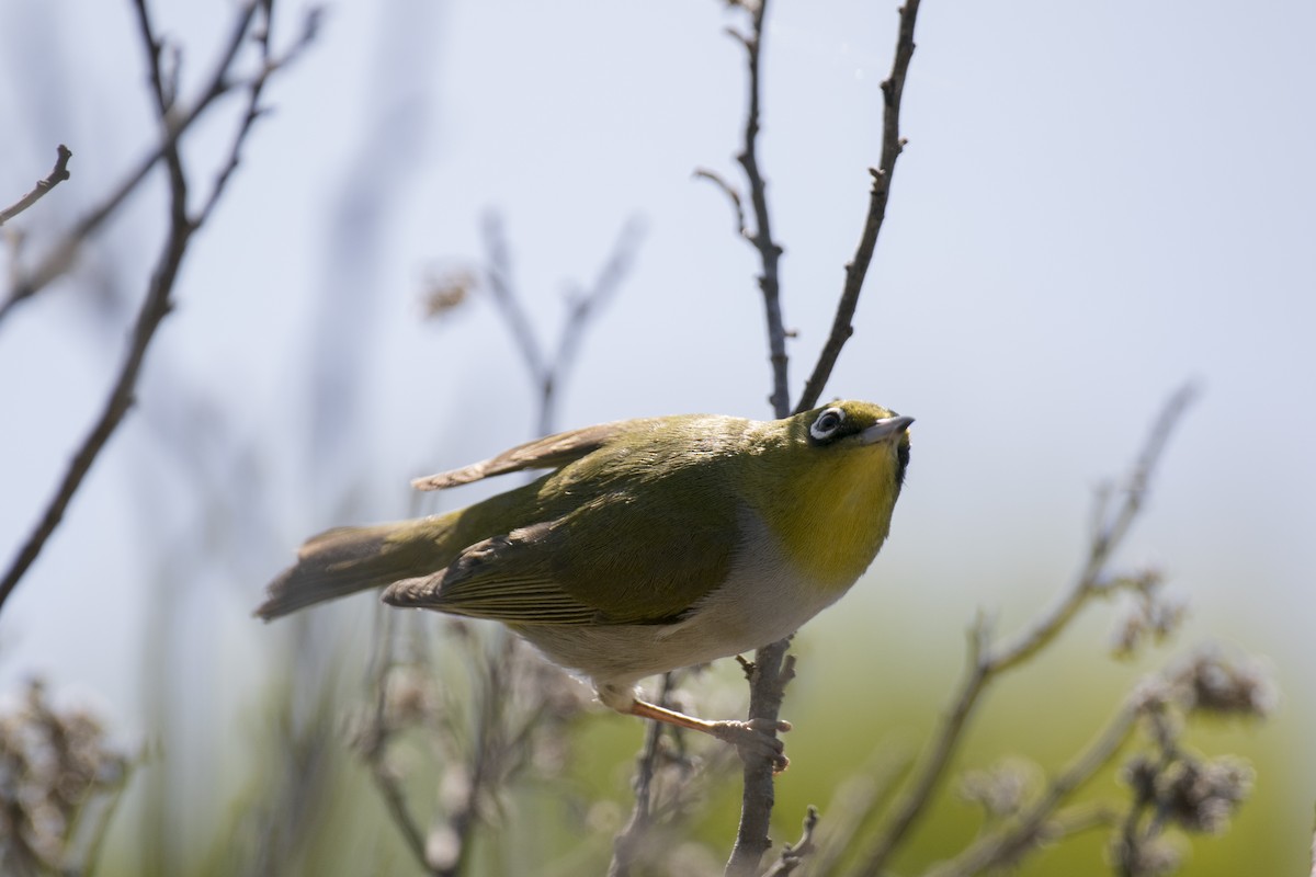 Silvereye - ML625673180