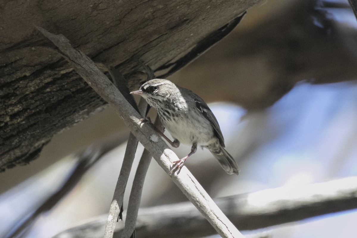 Spotted Scrubwren - ML625673203