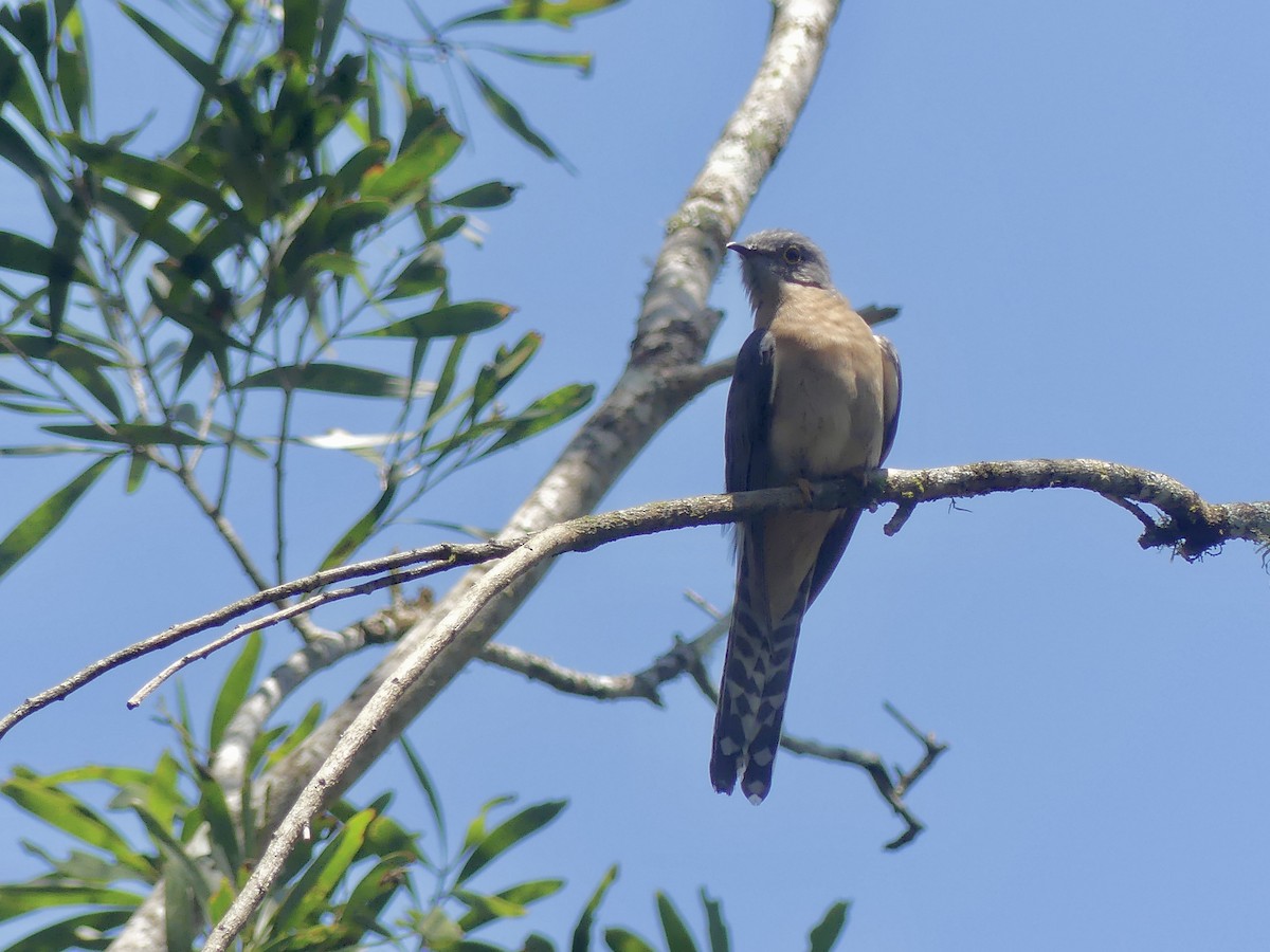 Fan-tailed Cuckoo - ML625673310