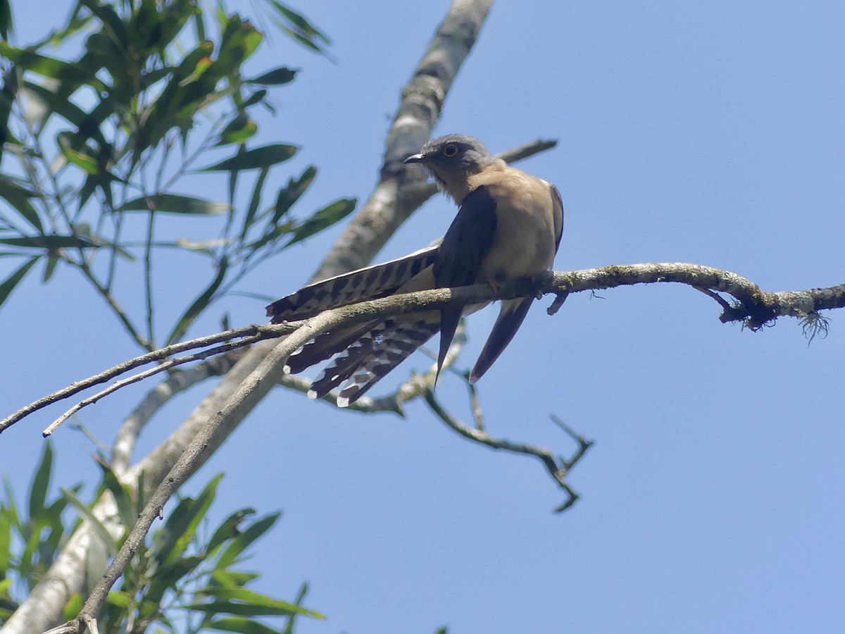 Fan-tailed Cuckoo - ML625673326