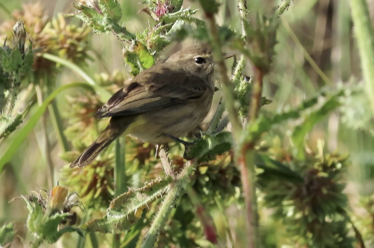 Palm Warbler (Western) - ML625673338