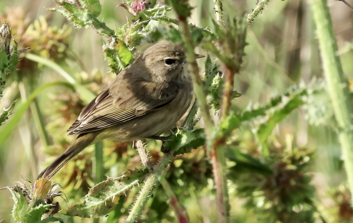 Palm Warbler (Western) - ML625673339